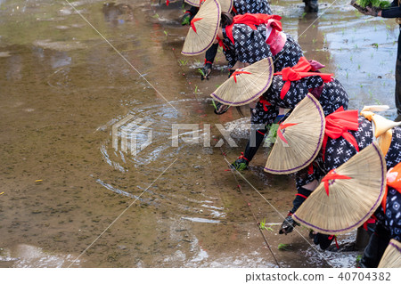 花卉種植 40704382