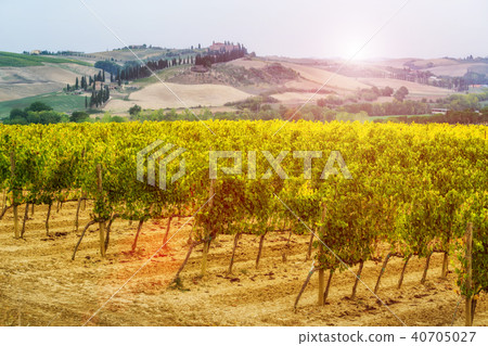 Vineyard landscape in Tuscany, Italy. 40705027