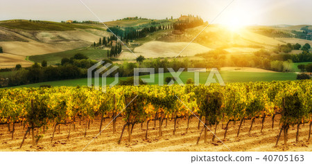 Vineyard landscape in Tuscany, Italy. 40705163