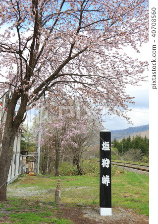 Saltari Pass <Spring> Ezo Yamazakura 40708560