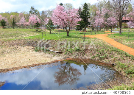 Saltari Pass <Spring> Ezo Yamazakura 40708565