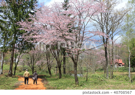 Saltari Pass <Spring> Ezo Yamazakura 40708567
