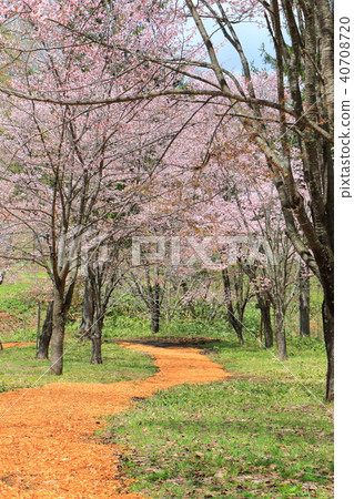 Saltari Pass <Spring> Ezo Yamazakura 40708720