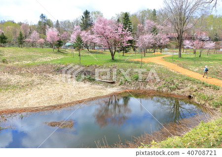 Saltari Pass <Spring> Ezo Yamazakura 40708721