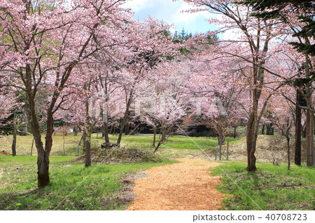 Saltari Pass <Spring> Ezo Yamazakura Saltari Pass <Spring> Ezo Yamazakura 40708723