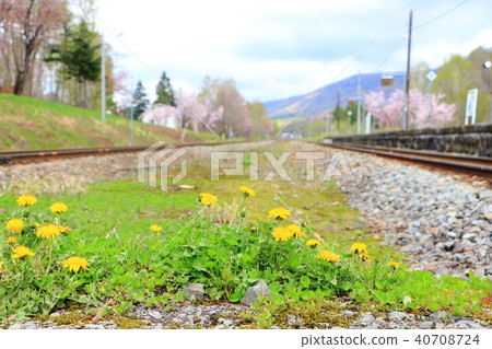 Saltari Pass <Spring> Ezo Yamazakura 40708724