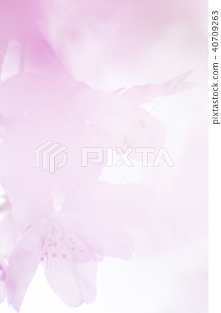 Cherry Blossoms Cherry Blossoms 40709263