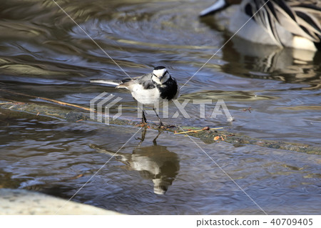 Searching for food on the waterside 40709405