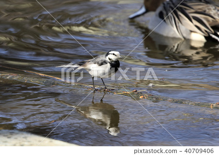Searching for food on the waterside Searching for food on the waterside 40709406