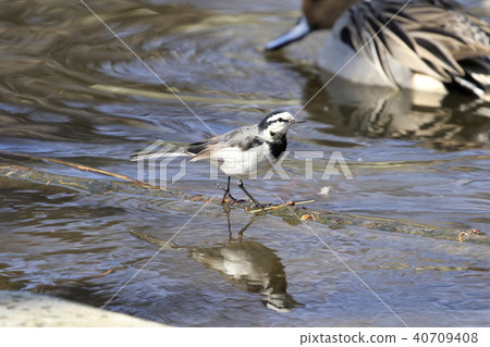 Searching for food on the waterside 40709408