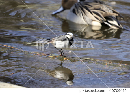 Searching for food on the waterside 40709411