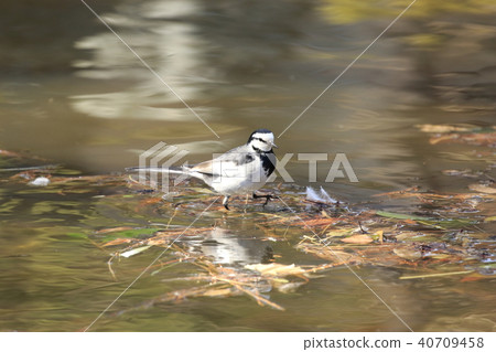 Searching for food on the waterside 40709458