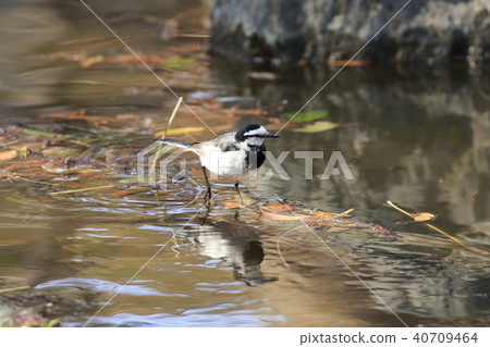 Searching for food on the waterside 40709464