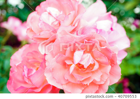 Rose ☆ Augusta Luise ' Rose ☆ Augusta Luise ' 40709553