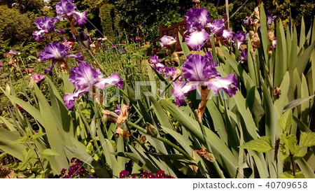 藍色德國虹膜大花 藍色德國虹膜大花 40709658