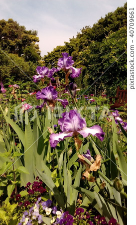 藍色德國虹膜大花 藍色德國虹膜大花 40709661