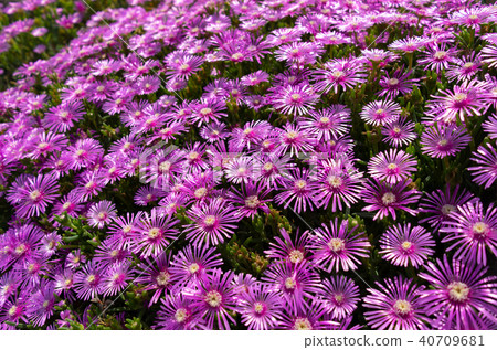 Matsubaku b-1在陽光下閃閃發光 Matsubaku b-1在陽光下閃閃發光 40709681