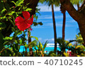 Hibiscus 40710245