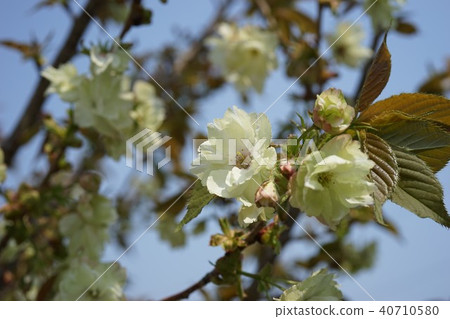 春天花櫻桃樹 40710580