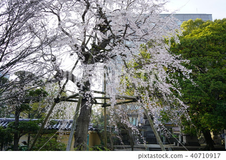 Tochoji Temple Sakura Hakata 40710917