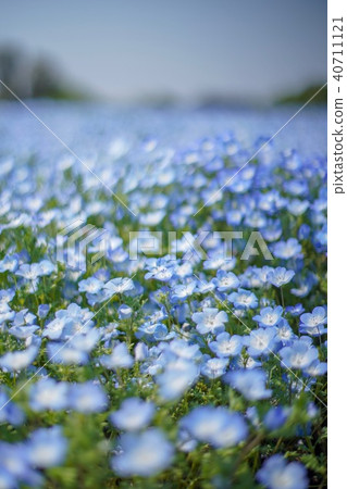 Nemophila Tomita Sato和Koen Nemophila Tomita Sato和Koen 40711121