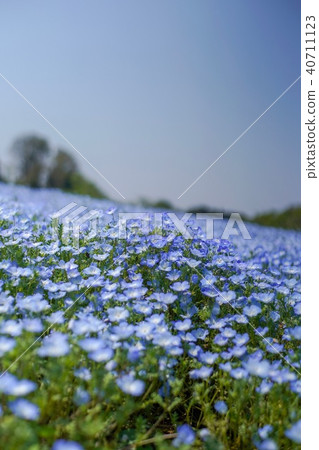 Aozora和Nemophila Tomita Sato Kiyoshi 40711123
