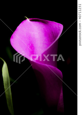 Color Flowers 40711231