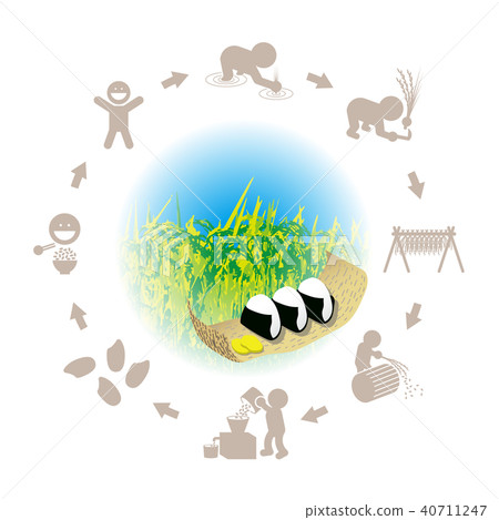 米飯糰和米生產的例證 米飯糰和米生產的例證 40711247