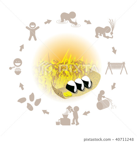 米飯糰和米生產的例證 米飯糰和米生產的例證 40711248