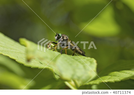 Red-tailed oyster. Red-tailed oyster. 40711374
