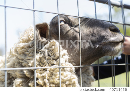 Sheep over the fence 40711456