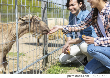 Couple feeding a goat 40711458