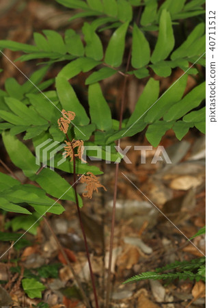 Representative of natural plant spring, wild vegetables. The spore leaf (foreground) and the figure of nutrition leaf are not the same plants Representative of natural plant spring, wild vegetables. The spore leaf (foreground) and the figure of nutrition leaf are not the same plants 40711512