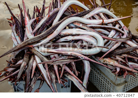 Needle nose garfish freshly caught 40712847