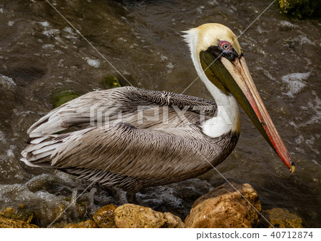 Brown Pelican on the shore Brown Pelican on the shore 40712874