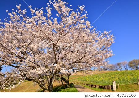 Shirakine峰的櫻花 40713100