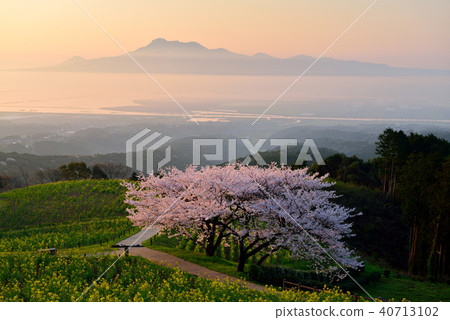 Cherry blossoms of Shirakine peak 40713102