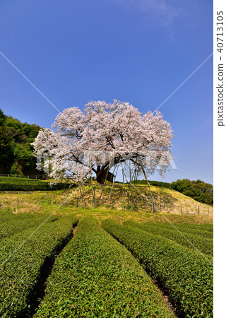 One hundred year cherry blossoms of payment fee One hundred year cherry blossoms of payment fee 40713105