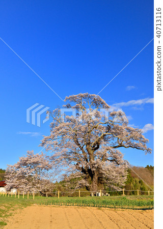 Cherry blossoms of Shioinosaki 40713116