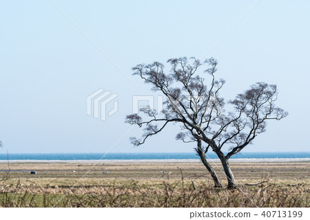 Windswept tree by the coast 40713199