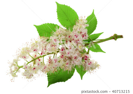 Chestnut flower or Aesculus hippocastanum, Conker tree with leaves isolated on white background 40713215