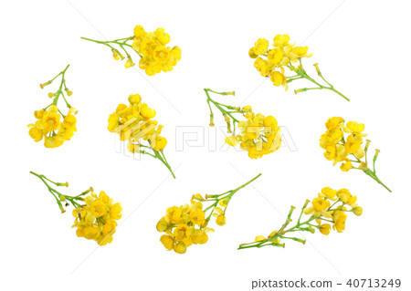 Flowers of barberries isolated on white background 40713249