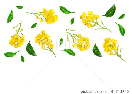 Flowers of barberries with leaves isolated on white background. Top view. Flat lay pattern 40713250