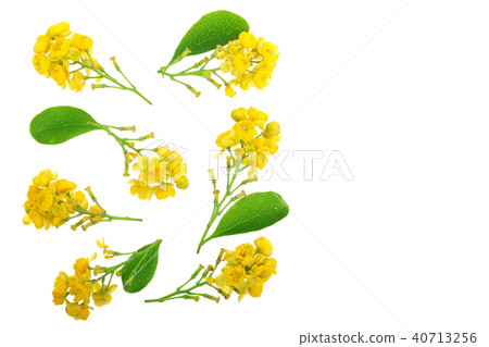 Flowers of barberries with leaves isolated on white background. Top view. Flat lay pattern 40713256