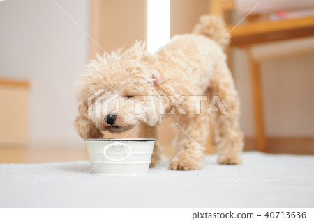 Dog eating food 40713636
