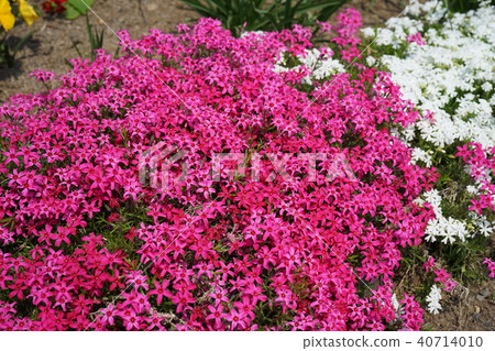 Spring flowers sakura Spring flowers sakura 40714010