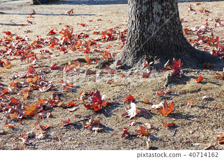Deciduous leaves of Platanas 40714162