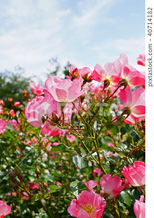 Half and heavy pink roses are beautiful roses Half and heavy pink roses are beautiful roses 40714182