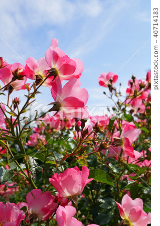 Half and heavy pink roses are beautiful roses Half and heavy pink roses are beautiful roses 40714183