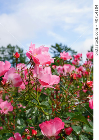 Half and heavy pink roses are beautiful roses 40714184